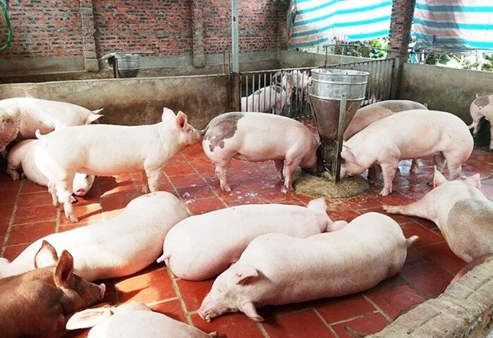 Giá lợn hơi tiếp tục đà tăng sát mốc 100 nghìn đồng/kg