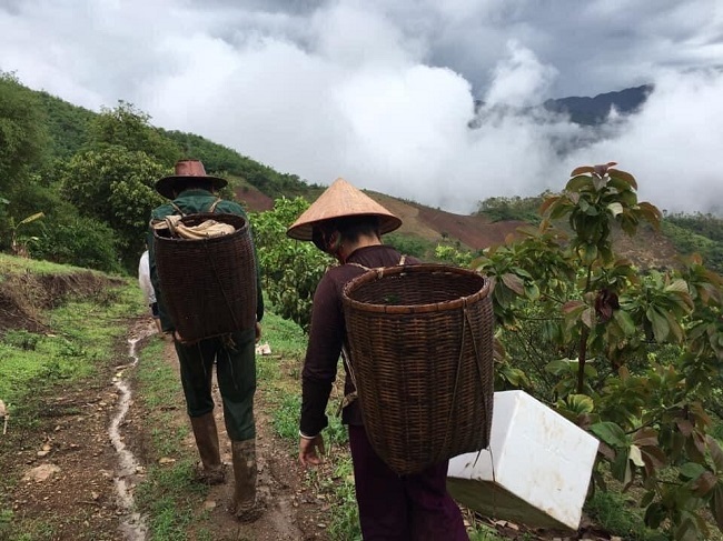 Vợ chồng ông Lường Văn Khuyên phải đi bộ hơn 2km từ nhà đến vườn để hái mận và gùi về nhà (ảnh: Vũ Thảo).