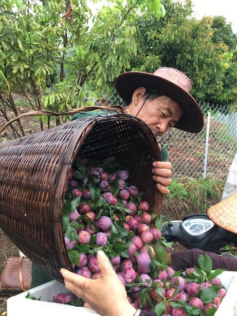 Mỗi ngày, ông Khuyên chỉ thu hoạch được vài chục cân, không đủ trả hàng cho khách (ảnh: Vũ Thảo).