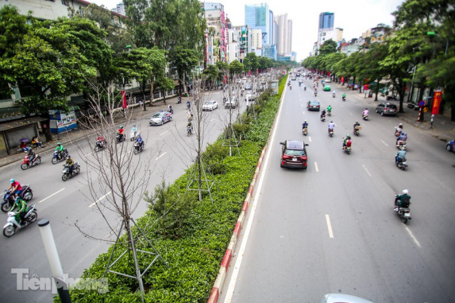 Trái ngược với kỳ vọng con đường lãng mạn bậc nhất Thủ đô, hàng phong lá đỏ trên đường Trần Duy Hưng, Nguyễn Chí Thanh lại trơ trọi, thiếu sức sống.