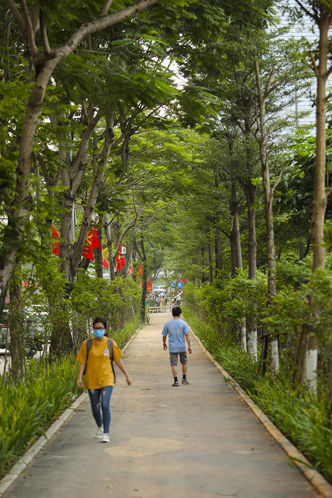 Khu vực này chủ yếu trồng cây phượng, vào mùa hè sẽ nở rộ, tạo nên cảnh tượng lãng mạn hiếm có con đường nào ở Hà Nội mới có được.