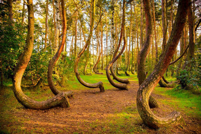 Rừng Krzywy Las, Ba Lan: Khu rừng có khoảng 400 cây thông có thân cong gần giống hệt nhau. Nhiều giả thuyết được đưa ra để giải thích cho hiện tượng bí ẩn này, từ bão tuyết, lực hấp dẫn đến sự tác động của con người.

