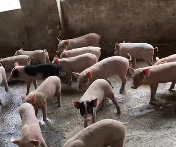 Giá lợn giống ở mức cao là một trong những nguyên nhân khiến các hộ chăn nuôi lợn nhỏ lẻ e ngại trong việc tái đàn ở thời điểm này