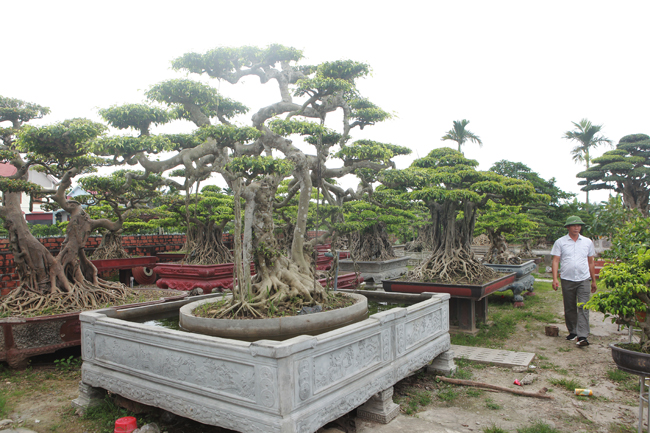 Những người chơi cây cảnh giới thiệu tại thị xã Kinh Môn (Hải Dương) có một vườn cây cảnh rất lớn của một anh nông dân. Chủ nhân của khu vườn hàng chục tỷ đồng này là anh Phạm Thế Hùng.
