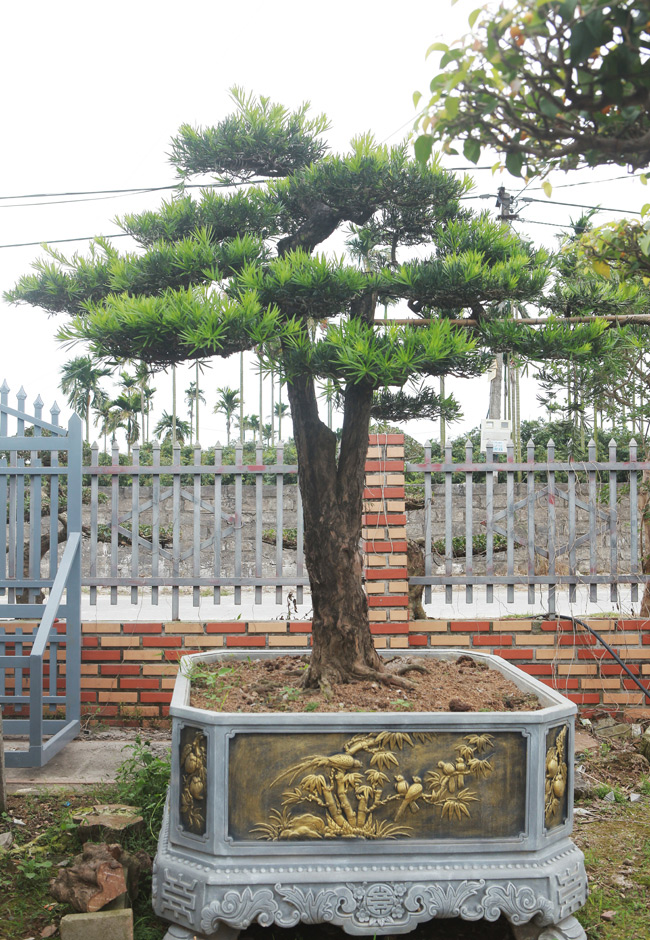 Hàng trăm cây cảnh với đủ chủng loại nhưng chủ yếu là cây sanh – một loại cây ưa thích làm cây cảnh từ xa sưa
