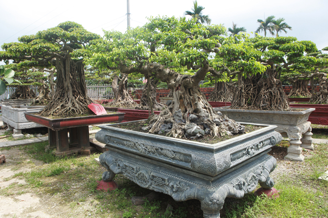 &#34;Tôi chỉ thích mua vào chứ ít khi bán ra, thỉnh thoảng giao lưu với anh em trong làng chơi cây&#34;, anh Hùng cho hay
