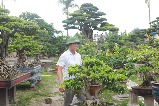 Khu vườn của anh Hùng thuộc một vùng quê ở thị xã Kinh Môn, bao quanh là ruộng đồng. Đúng như lời giới thiệu của giới chơi cây cảnh, vườn cây cảnh nhà anh Hùng rất lớn, với vài trăm cây cảnh có giá trị.
