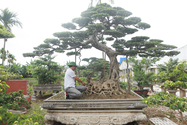 Cả ngày anh Hùng chỉ say sưa chăm sóc cây, bất kể nắng hay mưa. “Mình xuất phát từ nông dân nên không làm không chịu được”, chủ nhân của vườn cây tiết lộ.
