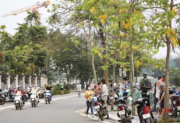 Muồng hoàn yến thuộc cây thân gỗ hoa đẹp có mùi thơm nhẹ nhàng.