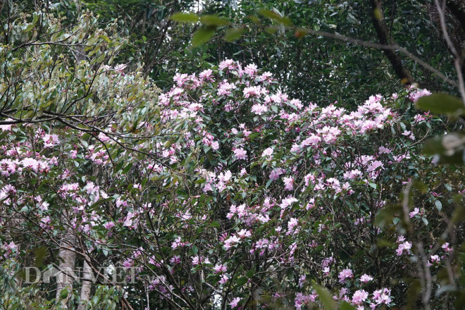 Băng rừng chinh phục đỉnh Lùng Cúng cao hơn 2.900m - 7