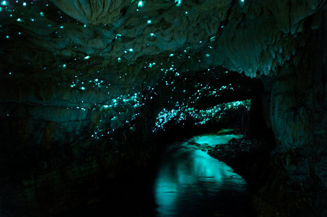 Waitomo, New Zealand: Hang động này nổi tiếng với hàng nghìn con đom đóm đậu trên vách, tạo nên không gian lung linh và huyền ảo.
