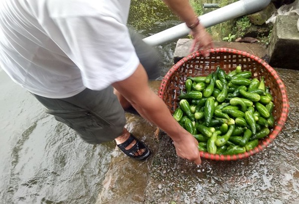 Dưa chuột, ổi, đu đủ thải loại được ông Chiến rửa sạch cho lợn ăn mỗi&nbsp;ngày