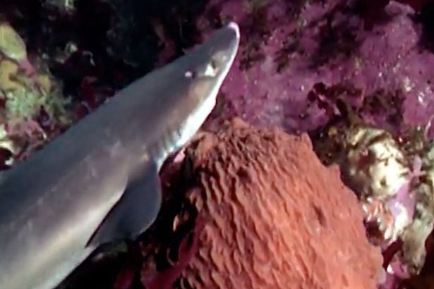 Nhiều cá mập chết bí ẩn, nhân viên thủy cung Mỹ sốc khi biết nguyên nhân - 1