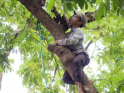 Thị trường - Tiêu dùng - &quot;Người nhện” vắt vẻo trên cây hái thứ người HN ai cũng mê, kiếm tiền triệu mỗi ngày