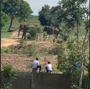 Lực lượng chức năng và chủ voi đã khống chế được con voi