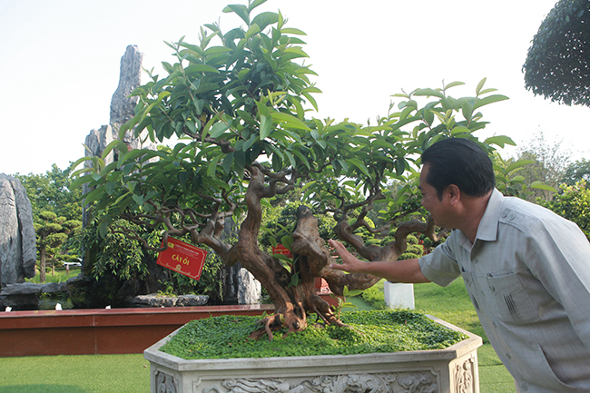 Ở đó vừa có những nét của cây thế cổ Việt Nam, vừa có những nét phóng khoáng của bonsai hiện đại
