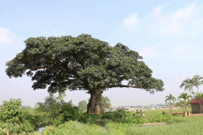 Cây trôi làng Bình Đà gắn liền với thăng trầm lịch sử của người dân trong làng