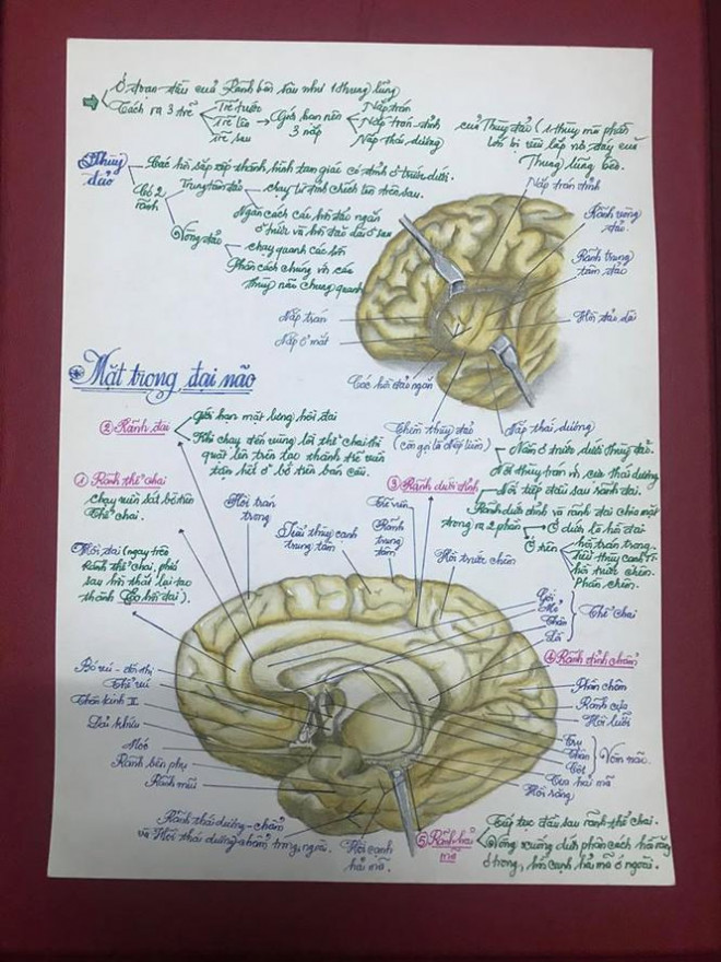 Những hình ảnh vẽ tay giải phẫu học về đại não được chàng sinh viên trẻ ghi chú tỉ mỉ đến từng chi tiết với nét chữ rất đẹp.