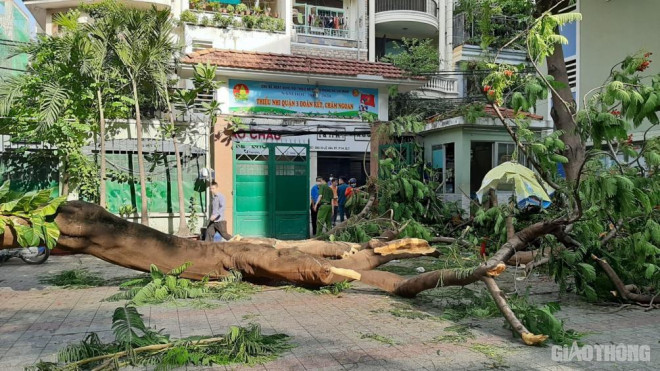 Hiện trường vụ cây ngã đè 1 học sinh tử vong trong sân trường.