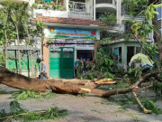 Tin tức trong ngày - Học sinh bị cây phượng bật gốc đè tử vong ở sân trường, ai sẽ bồi thường?