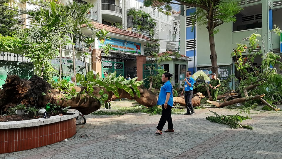 Hiện trường cây phượng bật gốc đè 18 học sinh Trường THCS Bạch Đằng khiến một em tử vong.