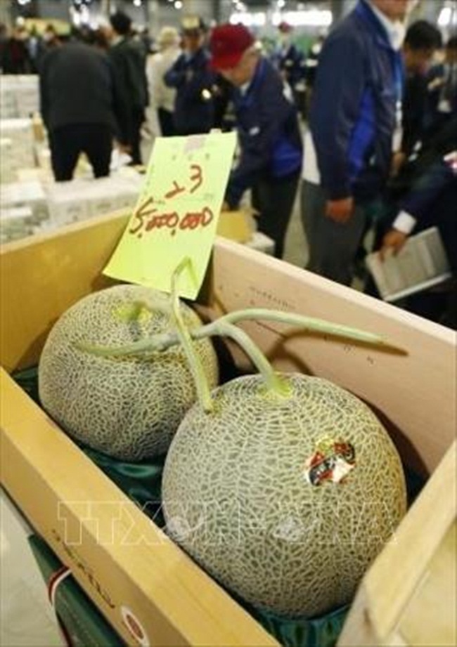 Sau khi mua, công ty quyết định trưng bày cặp dưa này trong 10 ngày ở các địa điểm khác nhau tại Hokkaido.
