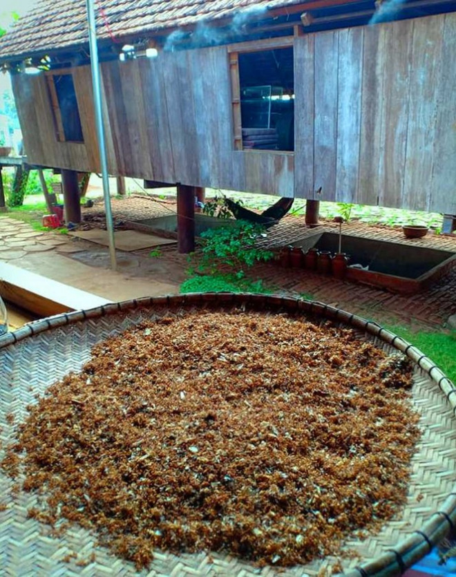 Độc lạ món kiến vàng dành cho khách quý - 6