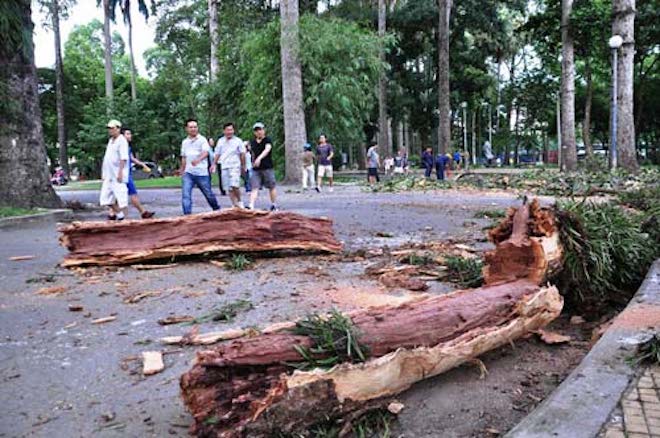 Nhiều nhánh cây từng rơi từ trên cao xuống ở Công viên Tao Đàn.