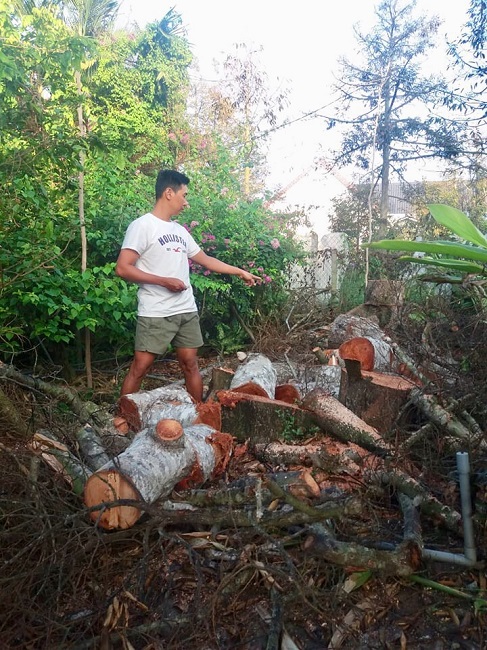 Những cây sầu riêng hơn 20 năm tuổi trong vườn anh Vinh bị chặt bỏ.