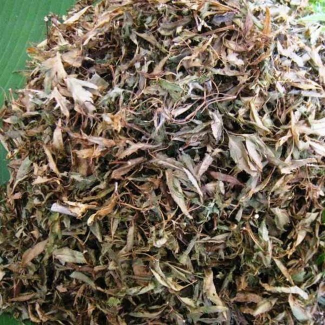Lá khá rẻ còn rễ đinh lăng phơi khô có người rao bán tới 400.000 đồng/kg. 
