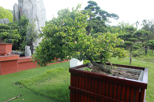 Bên cạnh 2 cây sơ ri Mỹ và Đài Loan là hai cây si rô Việt Nam mới được anh Dũng mua với giá hơn 100 triệu đồng
