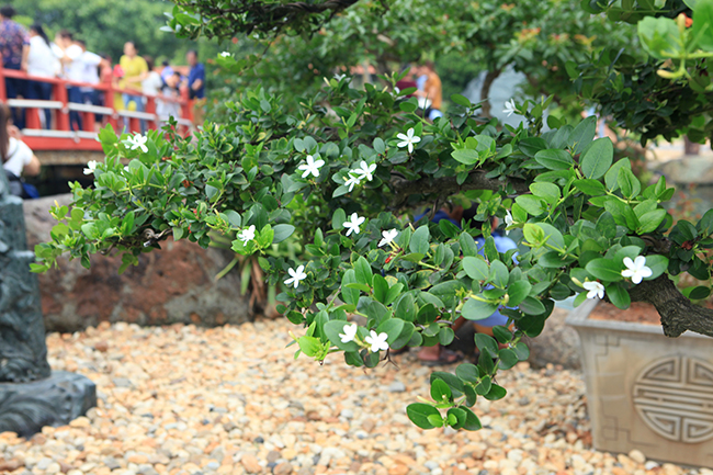Khi đến mùa nở rộ, những chùm hoa xen lẫn với lớp lá xanh tạo nên một màu sắc đẹp mắt trong khu vườn nhà
