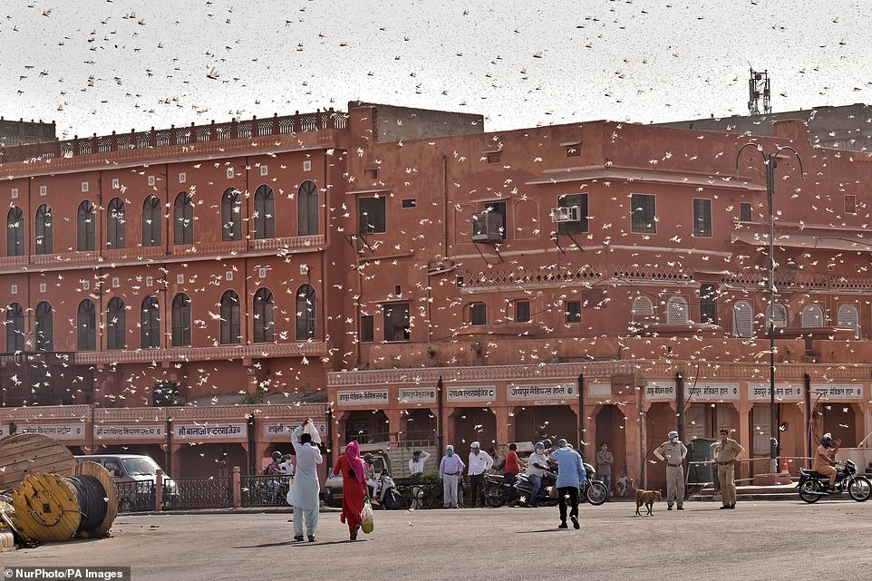 Người dân thành phố Jaipur phải sống chung với đàn châu chấu khổng lồ hàng triệu con. Ảnh: Nur Photo&nbsp;