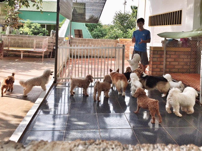 Vợ chồng trẻ rủ nhau bỏ phố về quê xây nhà 100 triệu, sở hữu đàn chó mèo “vạn người mê” - 12