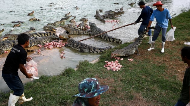 Công nhân cho cá sấu ăn tại trang trại cá sấu Sri Ayuthaya ở tỉnh Ayutthaya, Thái Lan.