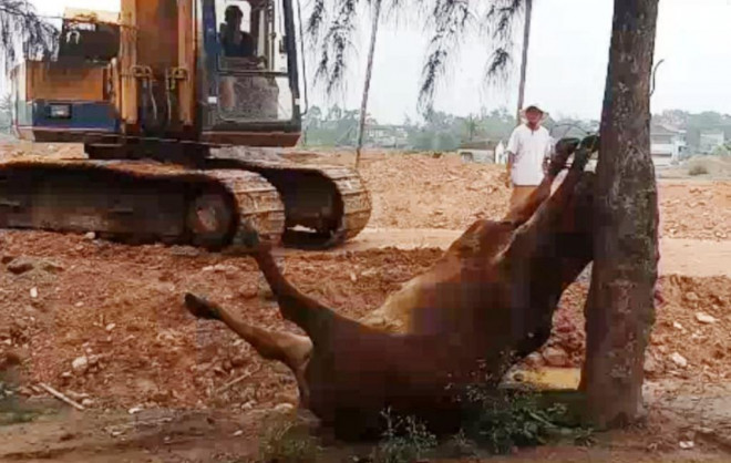 Hình ảnh con bò của gia đình ông Nguyễn Sỹ Nhì chết bất thường, nghi bị đầu độc