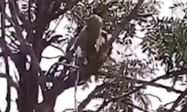 Một con khỉ ngồi trên cây và nhai ngấu nghiến mẫu xét nghiệm.
