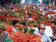 Kinh doanh - Nóng tuần qua: Bất chấp dịch Covid-19, vải Lục Ngạn vẫn &quot;ngóng&quot; thương nhân Trung Quốc