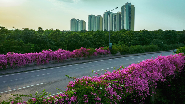 Những vệt hoa giấy “tô điểm” thêm nét lãng mạn cho Ecopark bên bờ Bắc Hưng Hải