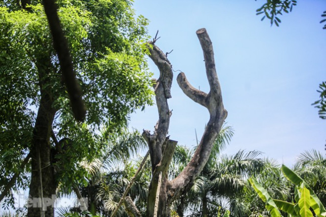 "Cây chết khô mục nát thế này có chặt làm củi cũng không ai mua", ông Hưng nói.