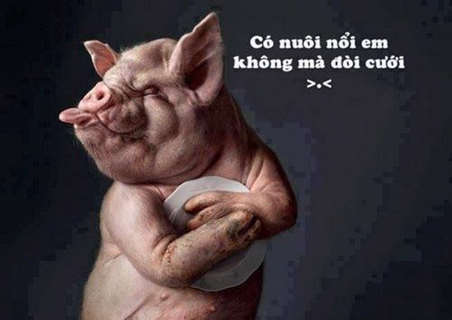 Em só đĩa rồi, anh nào nuôi nổi em không?
