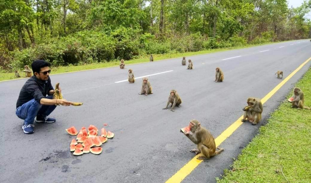 Khỉ tự xếp hàng và giữ khoảng cách với khau khi được một người đàn ông cho ăn trên đường phố (ảnh: Daily Mail)