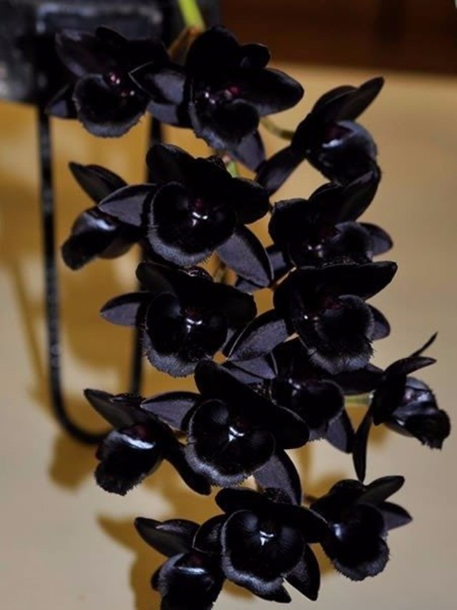 Đây là loại lan đen nhân tạo do con người tạo ra. Chúng được trồng nhiều ở Đài Loan (Trung Quốc).
