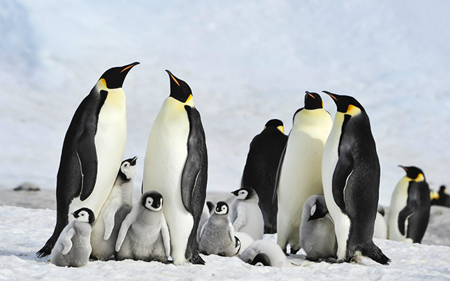 Chim cánh cụt hoàng đế, Nam Cực: Mùa đông ở Nam Cực kéo dài tới cuối tháng 4, chim cánh cụt hoàng đế bắt đầu cuộc hành quân dài vào đất liền đến nơi sinh sản của chúng.
