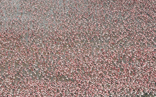 Chim hồng hạc, hồ Nakuru, Kenya: Gần đây, mức độ tảo hồ Nakuru đang giảm dần, khiến cho số lượng chim hồng hạc phải lao ra kiếm mồi là những sinh vật nhỏ khác và đây là một cảnh tượng hiếm có.
