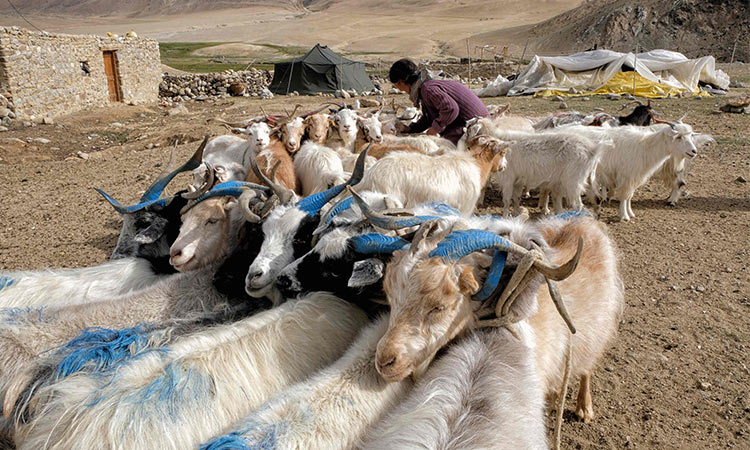 Dê Changthangi được chăn thả ở khu vực biên giới Trung Quốc - Ấn Độ (ảnh: Aljazeera)