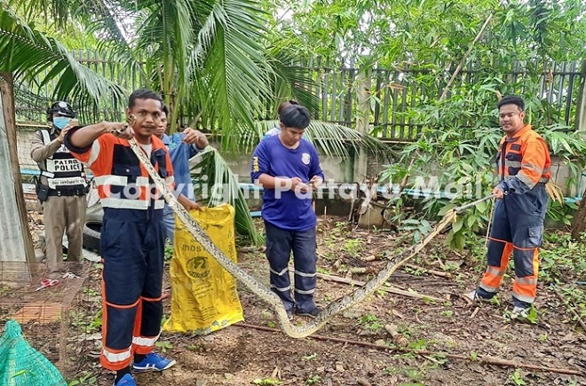 Con trăn dường như không phải là đối thủ của hổ mang chúa.