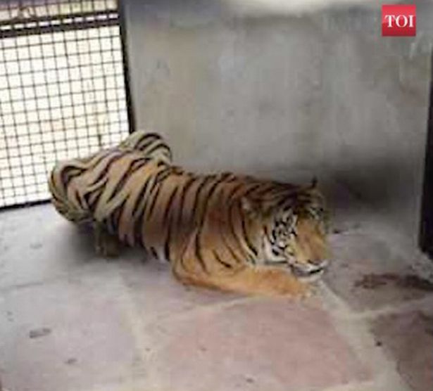 Con hổ nặng gần 2 tạ từng ăn thịt người và bắt trộm gia súc.