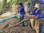 Phi thường - kỳ quặc - Thái Lan: Hoảng hồn phát hiện hổ mang chúa dài 4m kịch chiến với trăn ở sau nhà