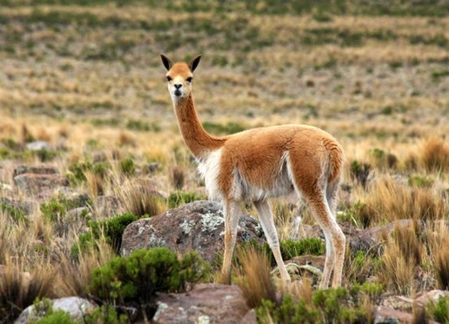 Loài lạc đà Vicuna là 1 trong 2 loài lạc đà hoang dã ở Nam Mỹ. Chúng sống ở vùng cao của núi Andes.
